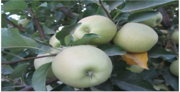 برنامه تغذیه باغات سیب